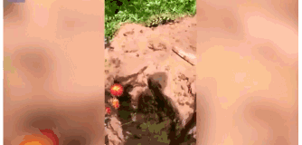 俄罗斯一公墓遭野生棕熊洗劫 至少20具遗体被吃掉