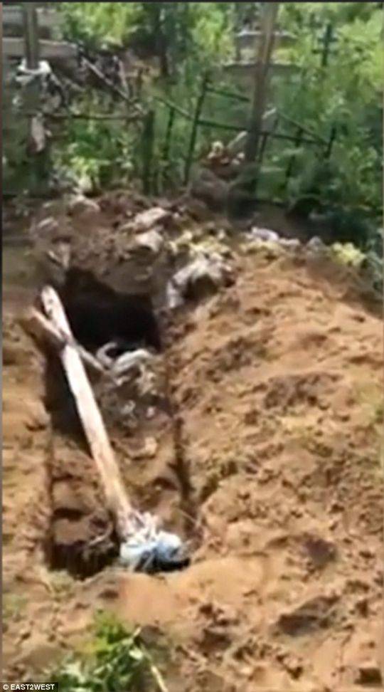 俄罗斯一公墓遭野生棕熊洗劫 至少20具遗体被吃掉